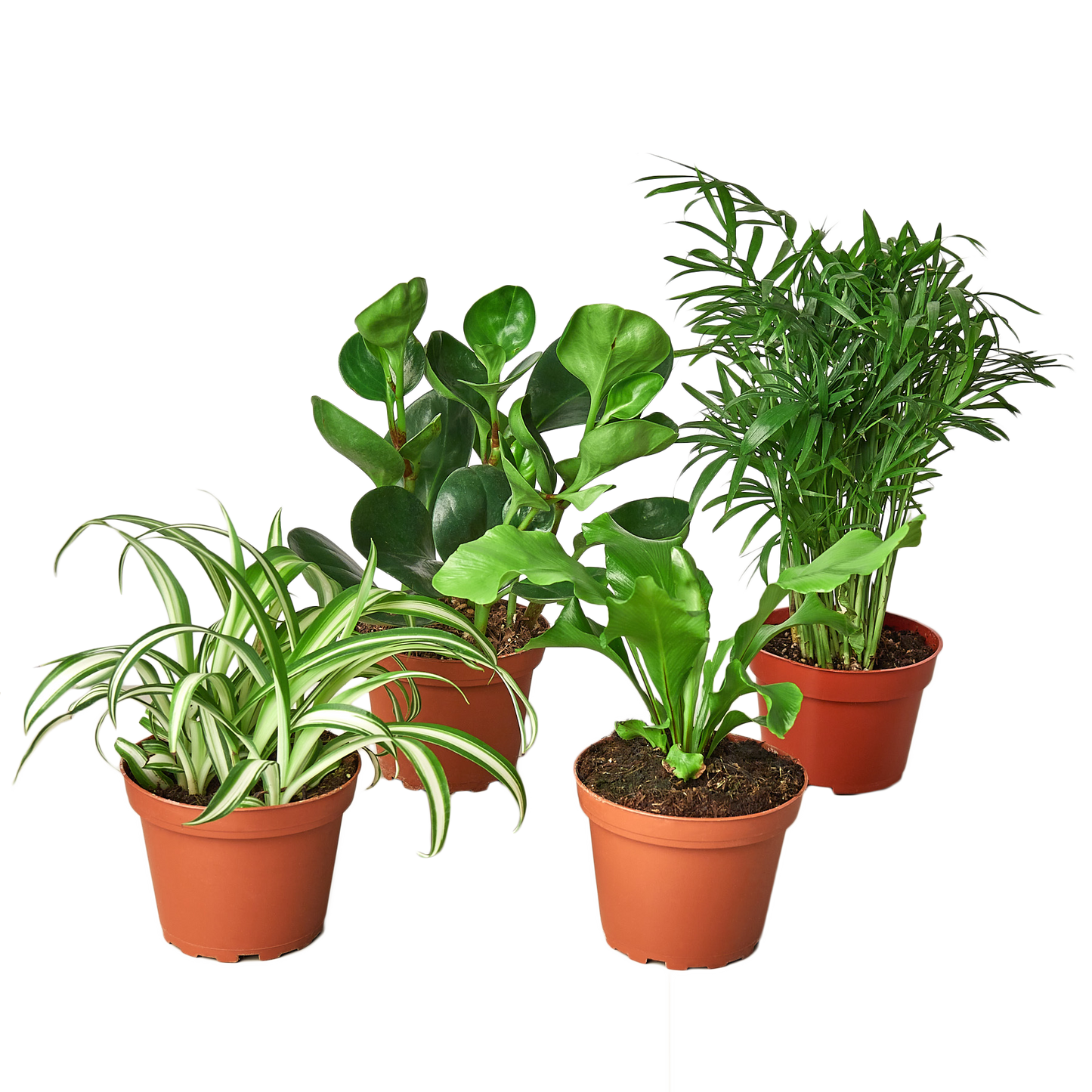 Pet Friendly House-Plant Variety Bundle