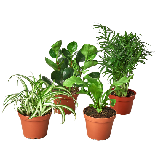 Pet Friendly House-Plant Variety Bundle