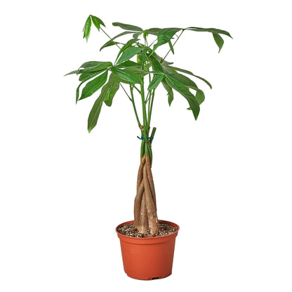 Money Tree 'Guiana Chestnut' Pachira Braid (Live Plant)